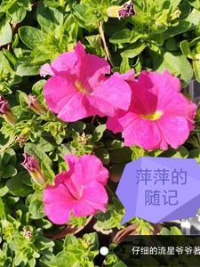 萍萍的幸福